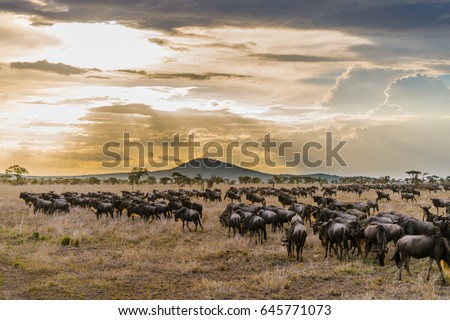 Wildbeast migration at Serengeti Tanzania Royalty-Free Stock Photo #645771073