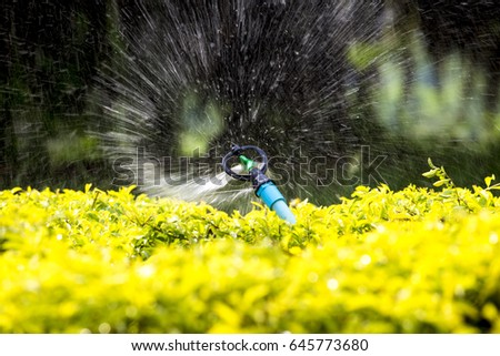 A automatic garden sprinkle is watering yellow plants in the garden. So fresh and we can see the water spread and stop motion in the air from high shutter speed.

