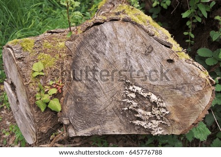Woodwork. Shape of the  tree trunk with moss and fungi creates the shape of a horses head.  A hole in the wood looks like an eye.