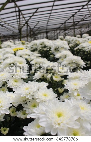 Beautiful chrysanthemum flowers as background picture.