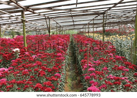 Beautiful red chrysanthemum as background picture.
