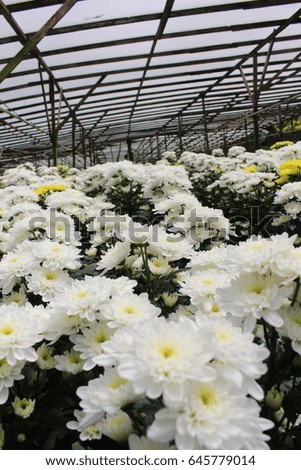 Beautiful white chrysanthemum as background picture.