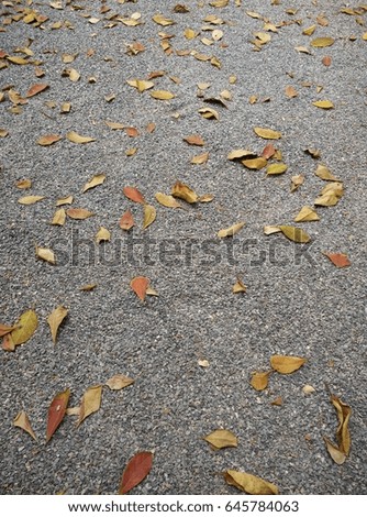  leaves on stone ground. wallpaper photo.