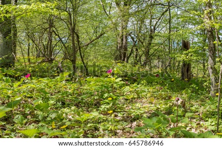 Forest landscape. Glade with flowers and trees. Selective focus.