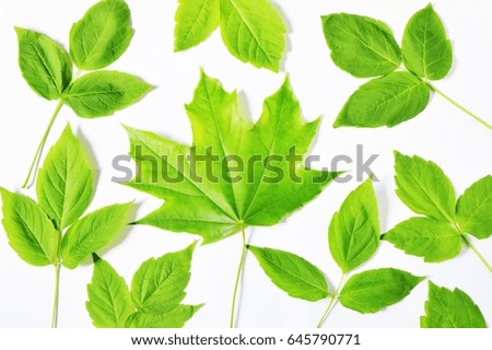 Green leaves on white background. Herbal pattern. Flatlays, top view photo. Natural concept. Photography for blog, website, wallpaper, poster
