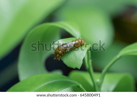 Brown worm on the leaf