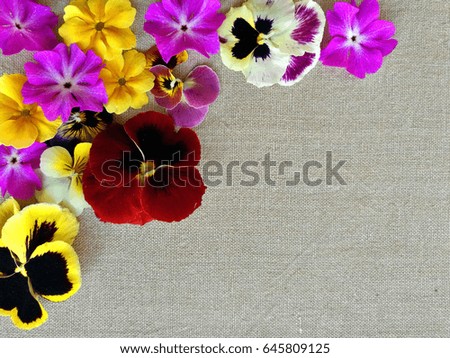 Floral frame with beautiful violets flowers selected on white background