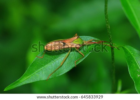 Sycanus collaris (Assassin bugs) in the nature