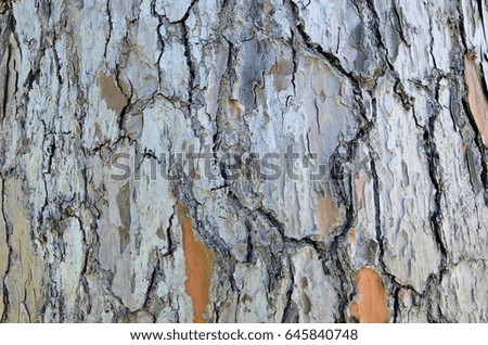 The bark of a large tree. Luxurious clothes of a plant. Specificity of drawing.
