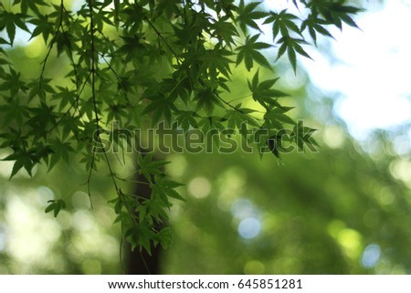 Japanese green maple branches Summer time in Japan
