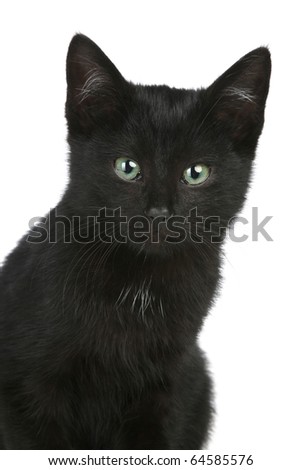 Black short-hair kitten, isolated on a white background