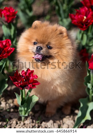 Pomeranian dog in red tulips. Dog with flowers in a park