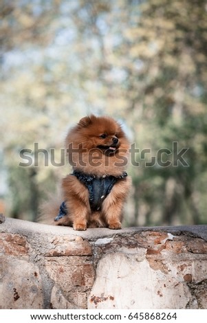 Beautiful pomeranian dog in a park. Dog near ruin