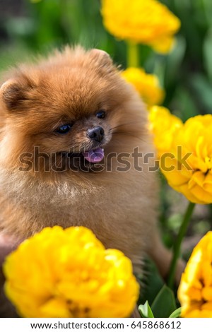 Pomeranian dog in yellow tulips. Dog with flowers
