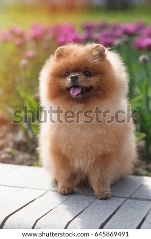 Pomeranian dog with flowers in a park. Dog near spring flowers