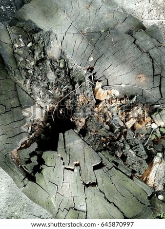 nature. 
Photo on top of a tree texture, stump, forest. Invitation to a wedding, a fan