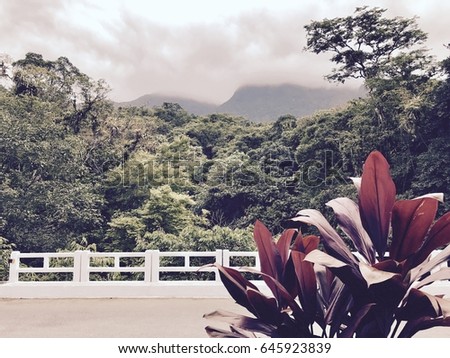 Details of a blooming red plant on the road side framed by a white painted wood fence with a view to the green brazilian forest on a cloudy and rainy day