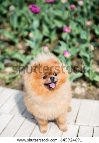 Adorable pomeranian dog in garden tulips. Dog in a park.