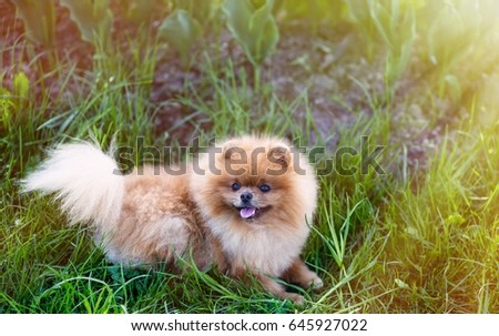 Adorable pomeranian dog. Dog outdoor.