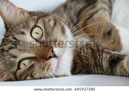 Portrait of lying striped domestic cat closeup