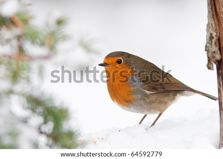 Christmas Winter Robin in Snow with Pine Tree Royalty-Free Stock Photo #64592779