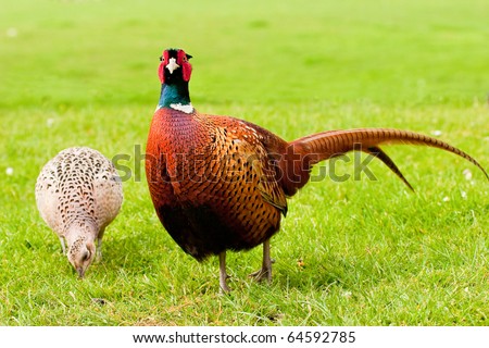 Pair of European Ring Necked Pheasants Vibrant on Grass Royalty-Free Stock Photo #64592785