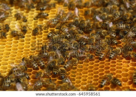 Honey Bees on  Honeycomb 