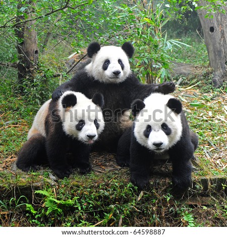 Three giant pandas posing for camera Royalty-Free Stock Photo #64598887