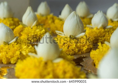 Lotus with yellow flower