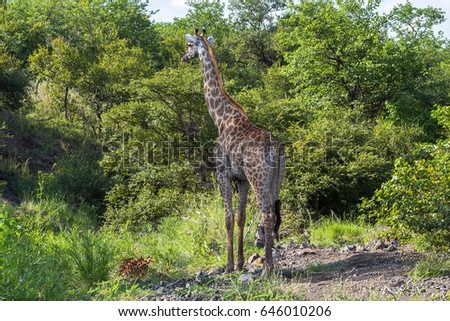 Giraffe standing inside Kruger Nationalpark, South Africa