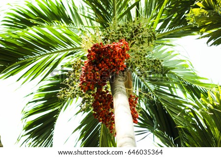 Palm leaves red fruit on a beautiful tree.
Red Palm Tree.