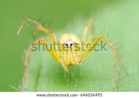 Spider on the green leaf