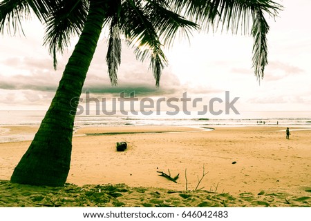 coconut tree with tropical beach - vintage effect filter