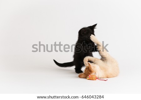 Two kittens tackling each other