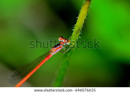 Dragonfly on leaf Royalty-Free Stock Photo #646076635