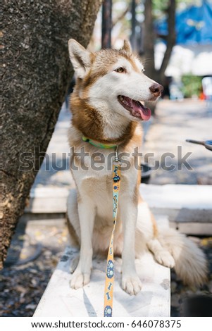 Siberian Husky is sitting on the white table