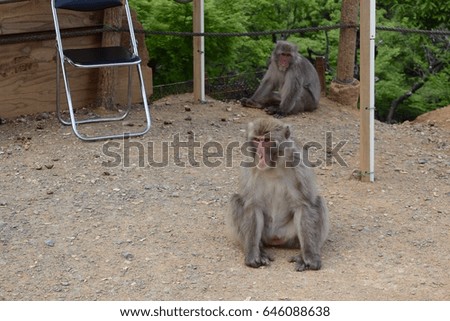 Japanese macaque