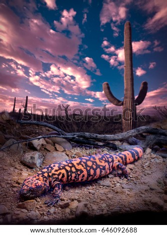 Gila Monster Lizard with Saguaro at Sundown Royalty-Free Stock Photo #646092688