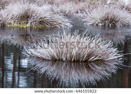 White frost on marsh plants
