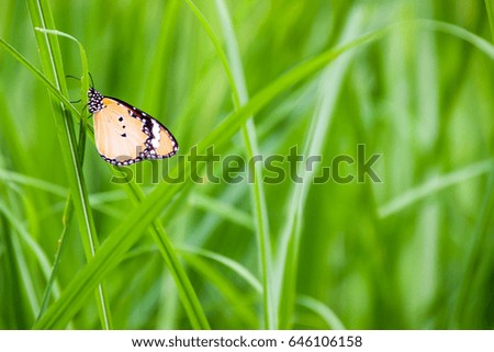 Butterfly on the grass as the background