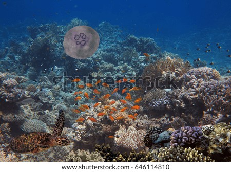 Colorful coral reef with many fishes and sea turtle                              