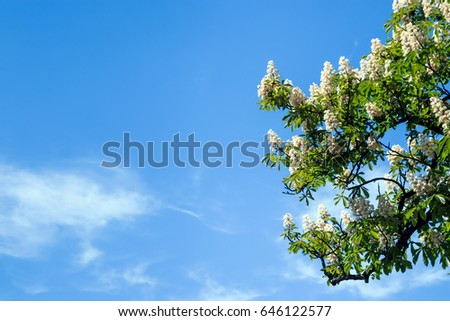 Chestnut tree with blossoming spring flowers against blue sky, seasonal floral background