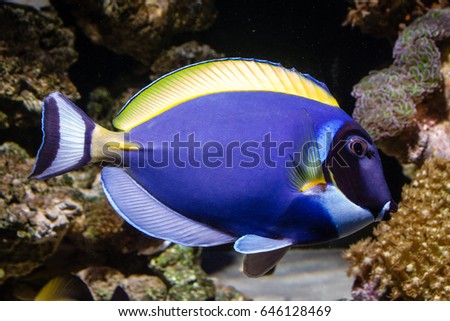 Powder blue tang(Acanthurus leucosternon) swimming in the reef tank