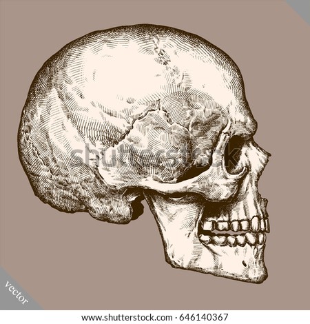 Engrave human skull hand drawn graphic vector illustration art
