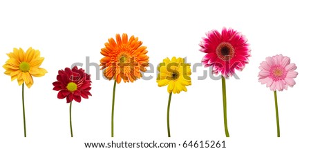 collection of  daisy flower on white background. each one is shot separately