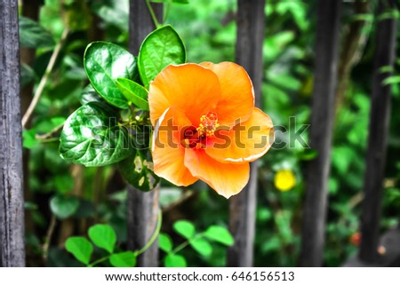 Chaba flower in Thailand