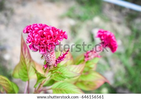 Ghonkai flower in Thailand