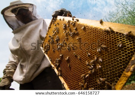 horizontal sideview portrait of beekeeper in protection suit getting out a honey comb from a yellow beehive with bees swarming around Royalty-Free Stock Photo #646158727