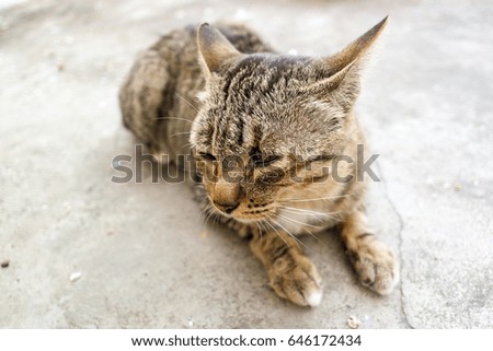 Thai cat laid on the cement floor 