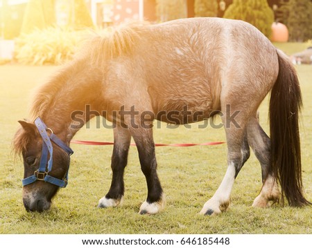 Pony horse. small horse in farm.